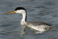 : Aechmophorus clarkii; Clark's Grebe