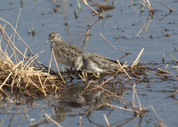 : Calidris minutilla; Least Sandpiper