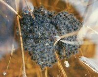 : Rana sevosa; Dusky Gopher Frog