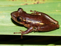 : Scinax sp. aff. alter