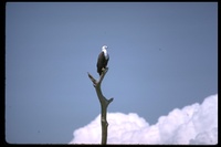 : Haliaeetus vocifer; African Fish-eagle