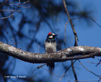 : Melanerpes formicivorus