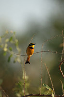 : Merops pusillus; Little Beeeater