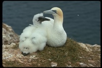 : Morus bassanus; Northern Gannet