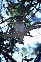 : Ninox strenua; Powerful Owl