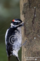 : Picoides pubescens; Downy Woodpecker