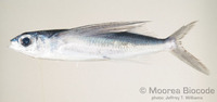 : Cheilopogon pitcairnensis