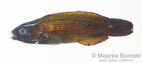 : Labropsis polynesica