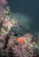 : Ophiodon elongatus; Lingcod, Ling Cod;