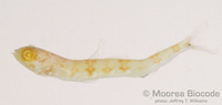 : Synodus binotatus