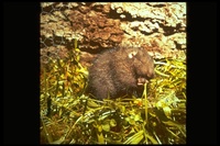 : Aplodontia rufa; Mountain Beaver