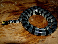 : Laticauda colubrina; Banded Sea Krait