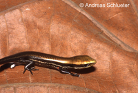 : Mabuya bistriata