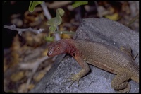 : Microlophus sp.; Lava Lizards