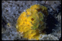 : Aiolochroia crassa; Sponge