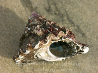 : Astraea undosa; Wavy Turban Topshell