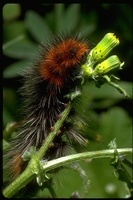 : Platyprepia virginalis; Ranchman's Tiger Moth