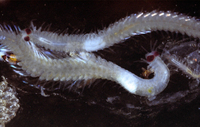 : Odontosyllis sp.; Polychaete Worm