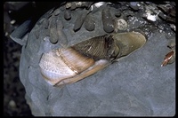 : Parapholas californica; Scale-sided Piddock Clam