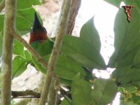 Red-throated Barbet (Megalaima mystacophanos) Male