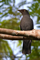 Bar-bellied Cuckoo-shrike (Male) Scientific name - Coracina striata striata