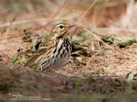 Olive Tree-Pipit Scientific name - Anthos hodgsoni