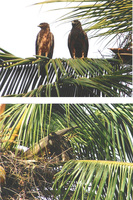 Indian Spotted Eagle Aquila hastata pair.