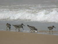 Heteroscelus brevipes Grey-rumped Sandpiper キアシシギ