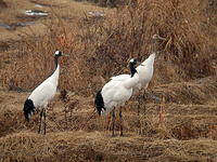 두루미 Grus japonensis | red-crowned crane