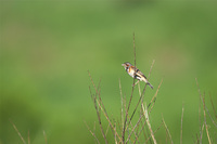 ［ホオアカ］Gray-headed Bunting / Emberiza fucata /16cm