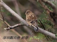 Carduelis flavirostris Twite 黃嘴朱頂雀 120-054