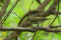 Arctic Warbler 極北柳鶯