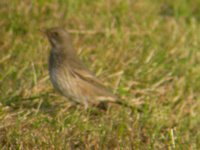 Black-throated Thrush - Tony Mainwood