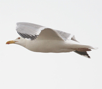 Caspian Gull