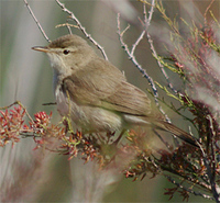 Sykes' Warbler