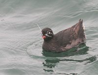 Whiskered Auklet Aethia pygmaea