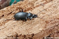 Agonum viduum
