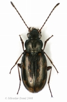 Notaphus varius