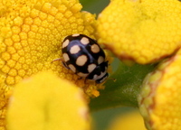 Coccinula quatuordecimpustulata