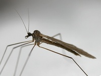 Trichocera hiemalis
