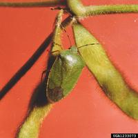 Acrosternum hilare - green stink bug