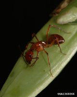 Camponotus castaneus