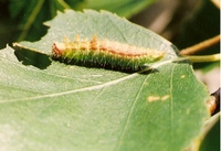 Drepana falcataria - Pebble Hook-tip