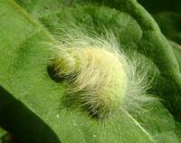 Acronicta leporina - The Miller
