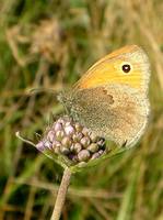 Coenonympha pamphilus - Small Heath