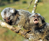 Common marmoset (Callithrix jacchus)