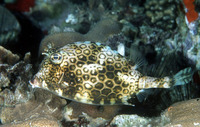 Acanthostracion polygonius, Honeycomb cowfish: fisheries, aquarium