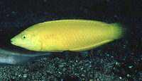 Halichoeres chrysus, Canary wrasse: aquarium