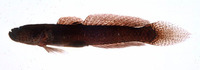 Mangarinus waterousi, :