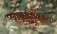 Nematolebias whitei, Rio pearlfish: aquarium